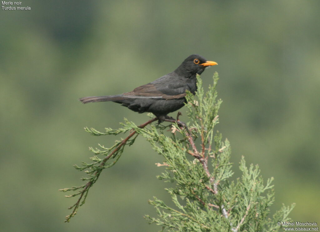 Common Blackbird male adult breeding