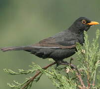 Common Blackbird