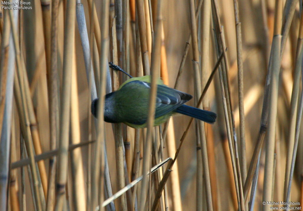 Mésange bleueadulte, identification
