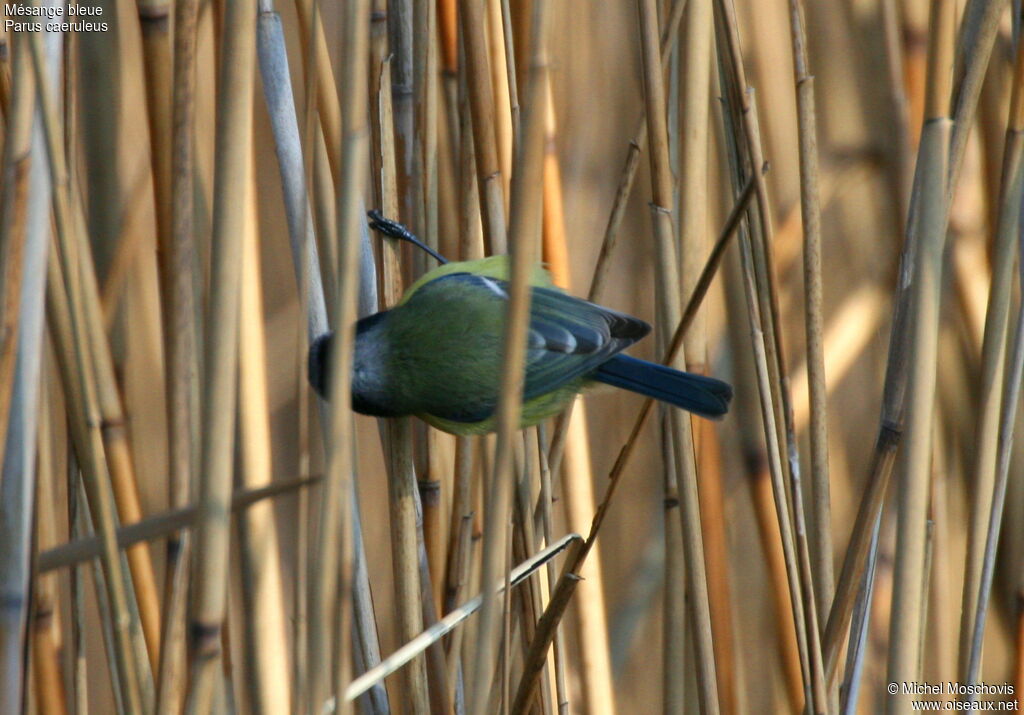 Mésange bleueadulte, identification