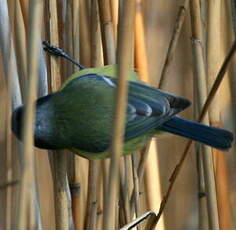 Mésange bleue