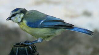 Mésange bleue