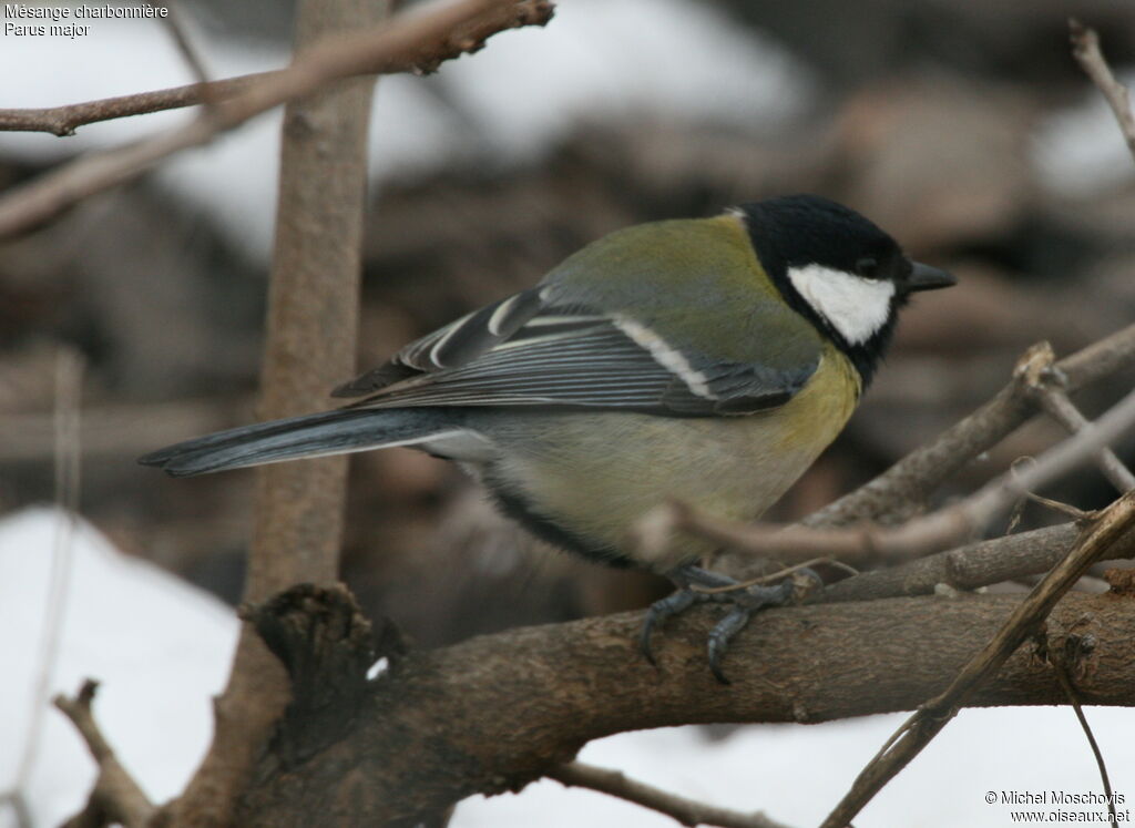 Great Tit, identification