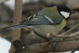 Great Tit