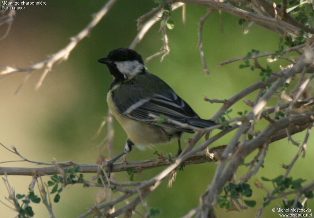 Great Tit, identification