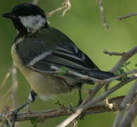 Great Tit