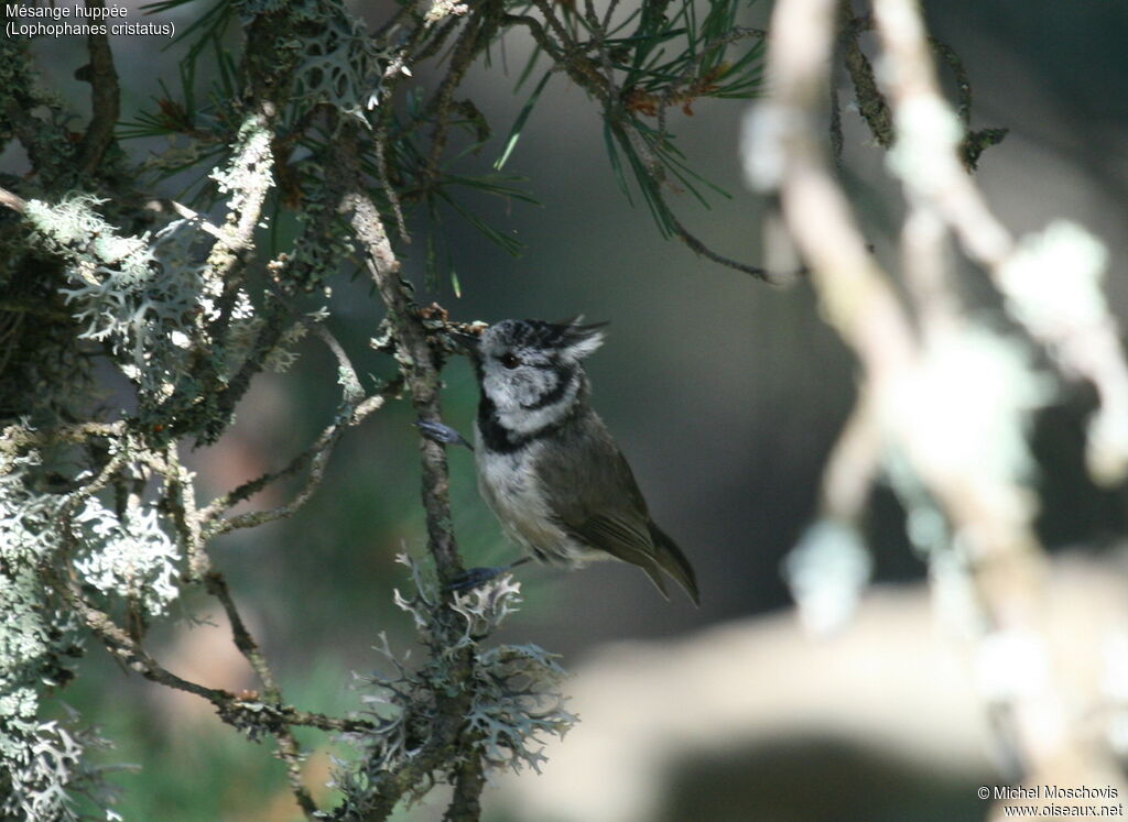 Mésange huppée