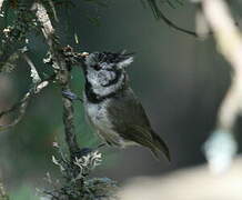 European Crested Tit