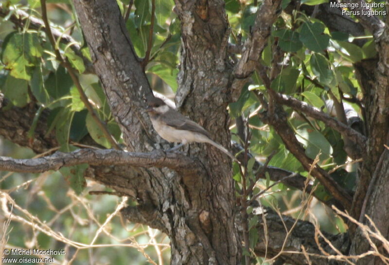 Mésange lugubre