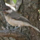 Mésange lugubre