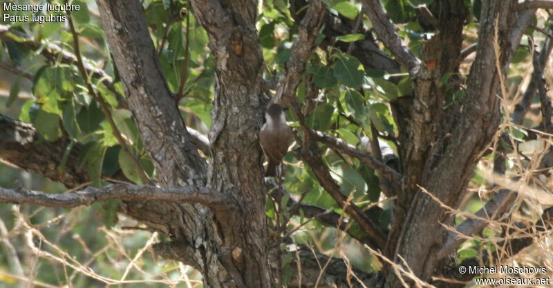 Mésange lugubre