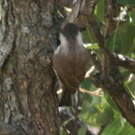 Mésange lugubre