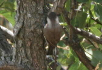 Mésange lugubre