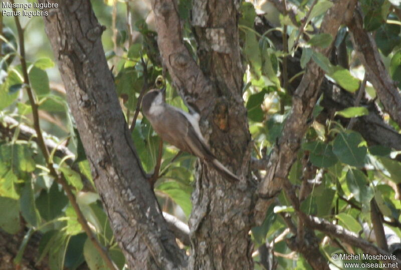 Mésange lugubre