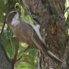 Mésange lugubre