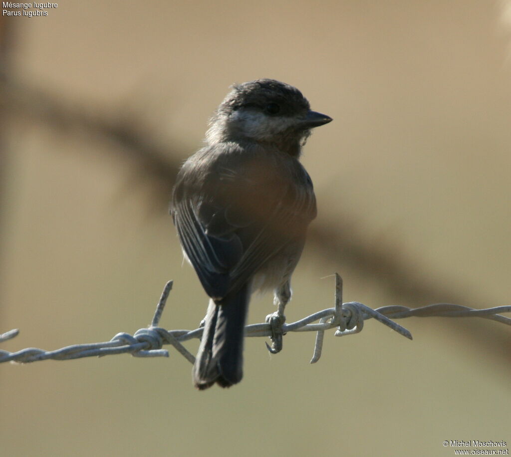 Mésange lugubre, identification