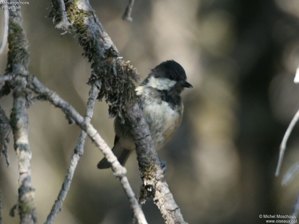 Coal Tit