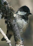 Coal Tit