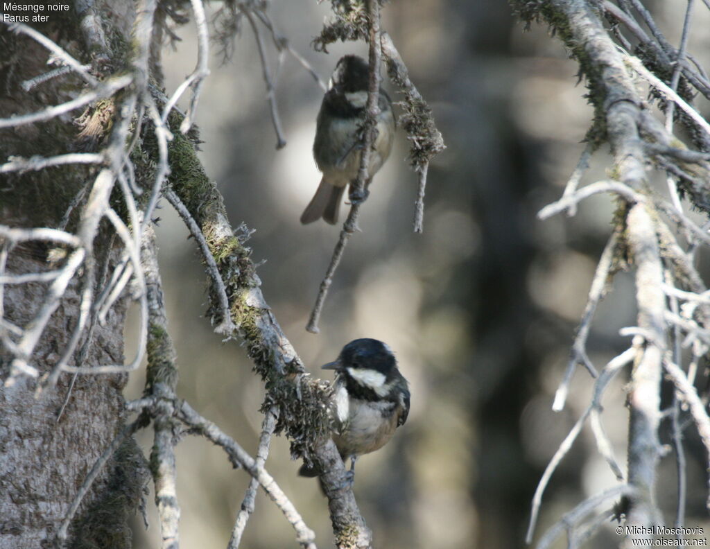 Coal Tit