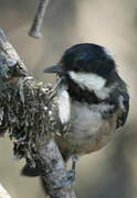 Coal Tit