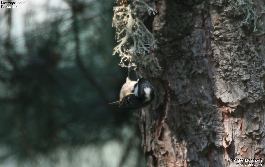 Coal Tit