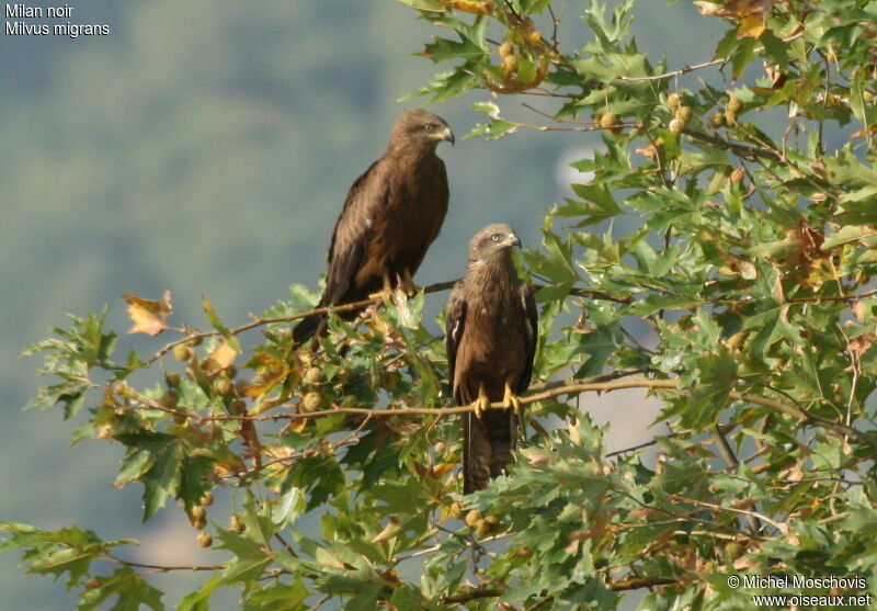 Black Kite