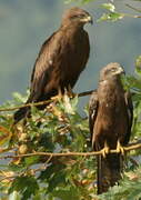 Black Kite