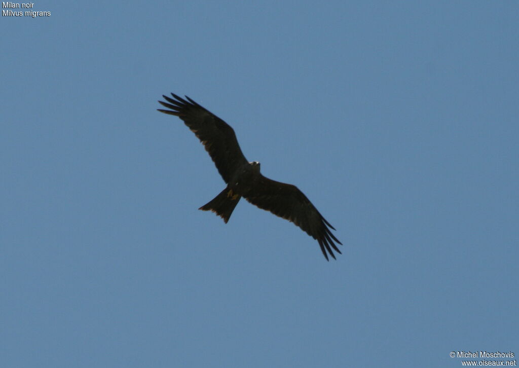 Black Kite