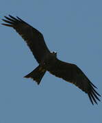 Black Kite