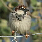 Moineau cisalpin