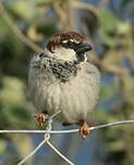 Moineau cisalpin