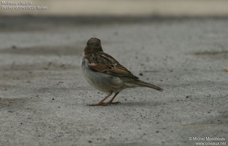 Italian Sparrow, identification