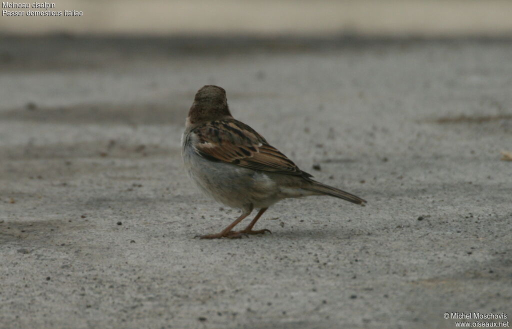 Italian Sparrow, identification