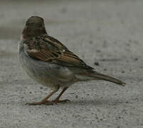 Moineau cisalpin