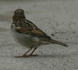 Moineau cisalpin