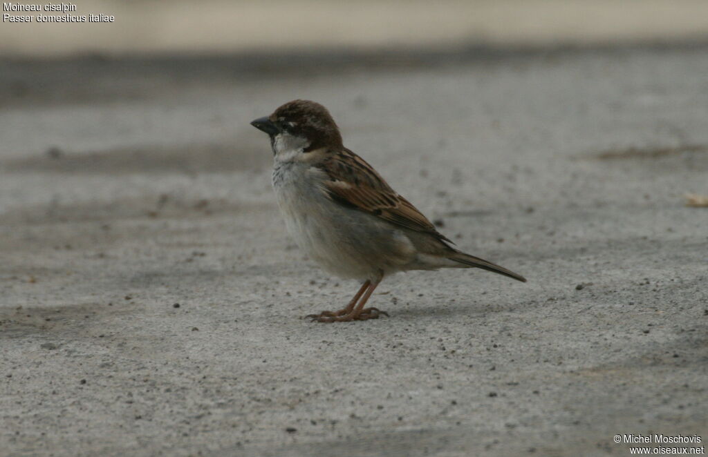 Moineau cisalpin mâle adulte internuptial, identification