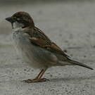 Moineau cisalpin