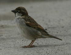 Moineau cisalpin