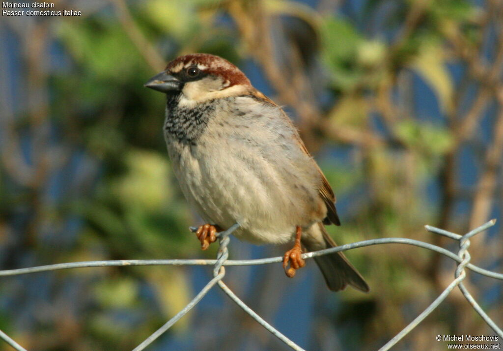 Italian Sparrow male adult post breeding, identification