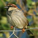 Moineau cisalpin