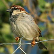 Italian Sparrow