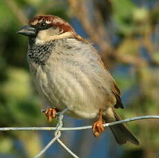 Moineau cisalpin