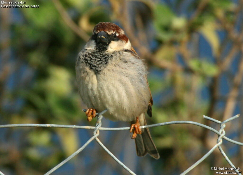 Moineau cisalpin mâle adulte internuptial, identification