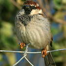 Moineau cisalpin