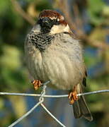 Italian Sparrow