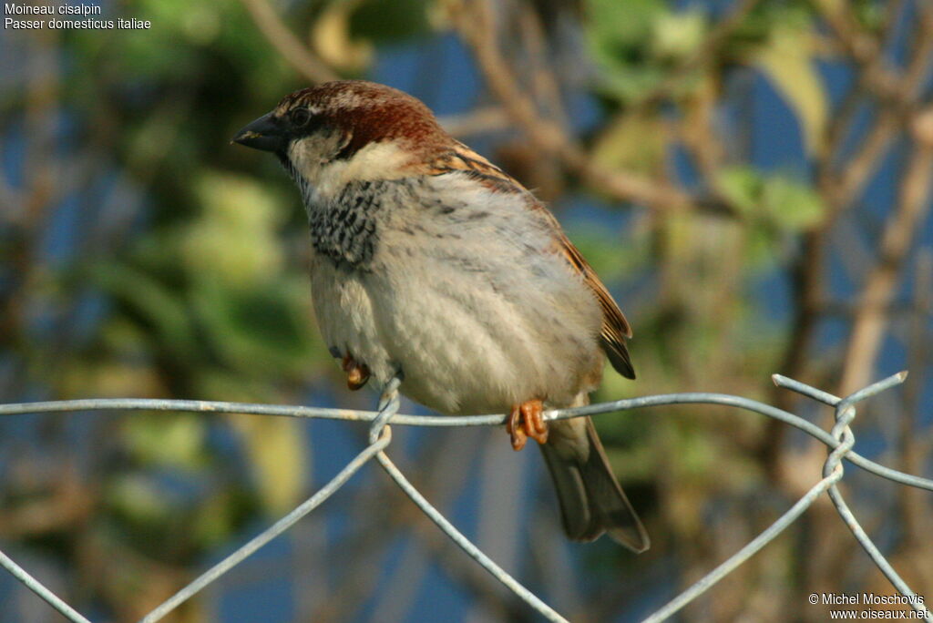 Moineau cisalpin mâle adulte internuptial, identification