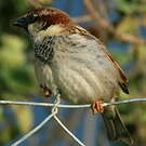 Moineau cisalpin