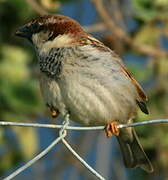 Italian Sparrow