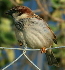 Moineau cisalpin