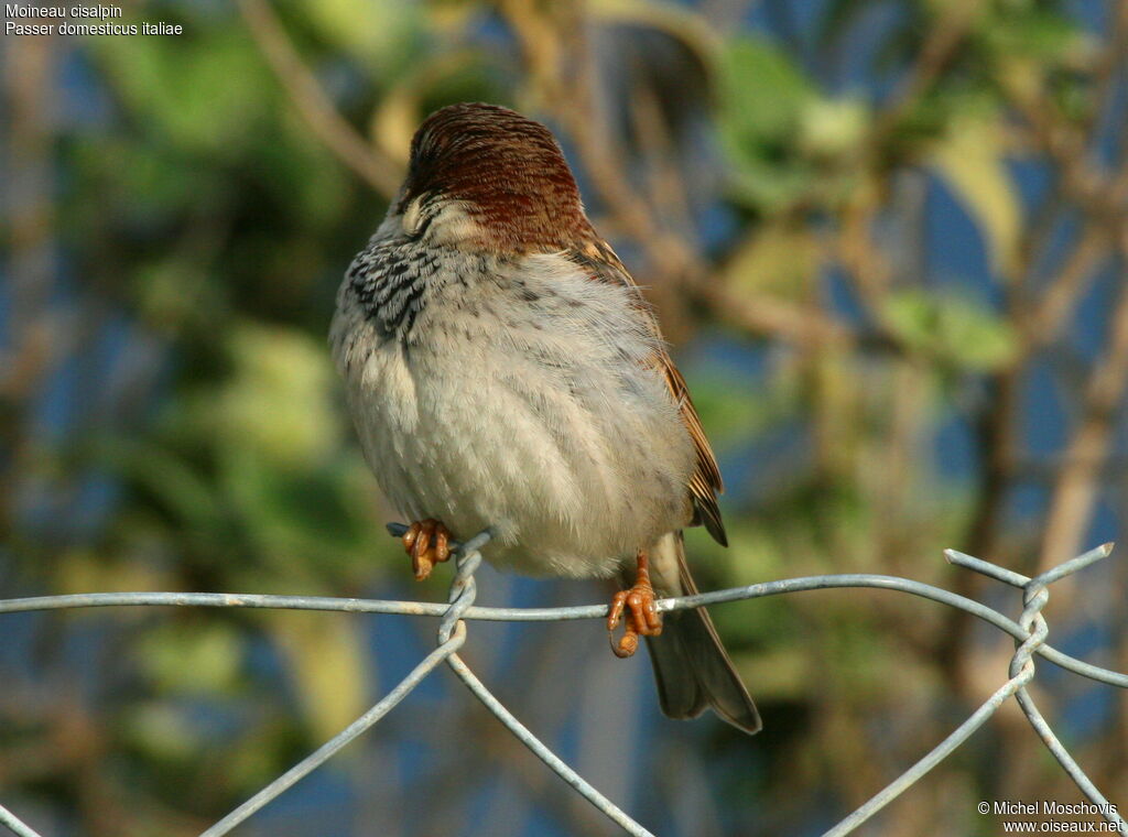 Moineau cisalpin mâle adulte, identification